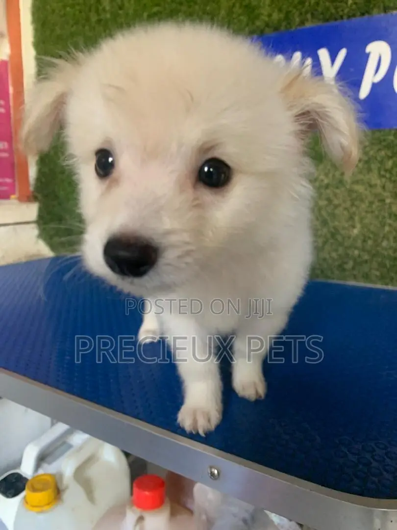 1-3 months Male Purebred American Eskimo