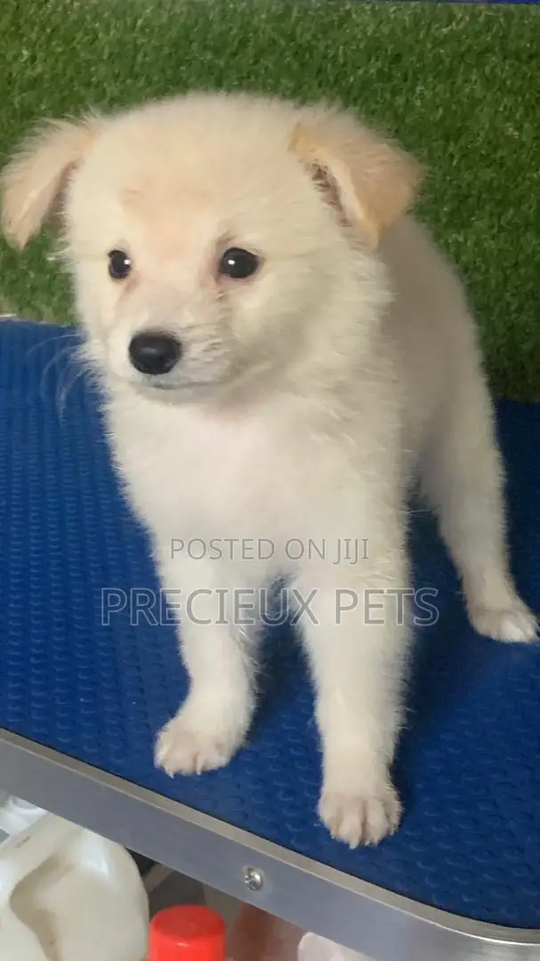 1-3 months Male Purebred American Eskimo