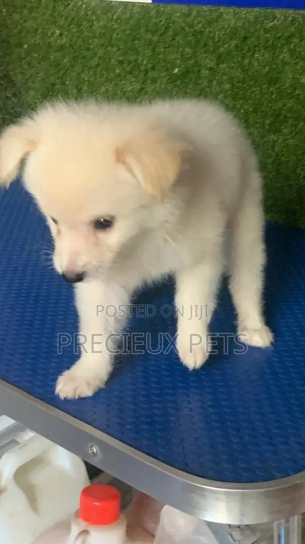 1-3 months Male Purebred American Eskimo