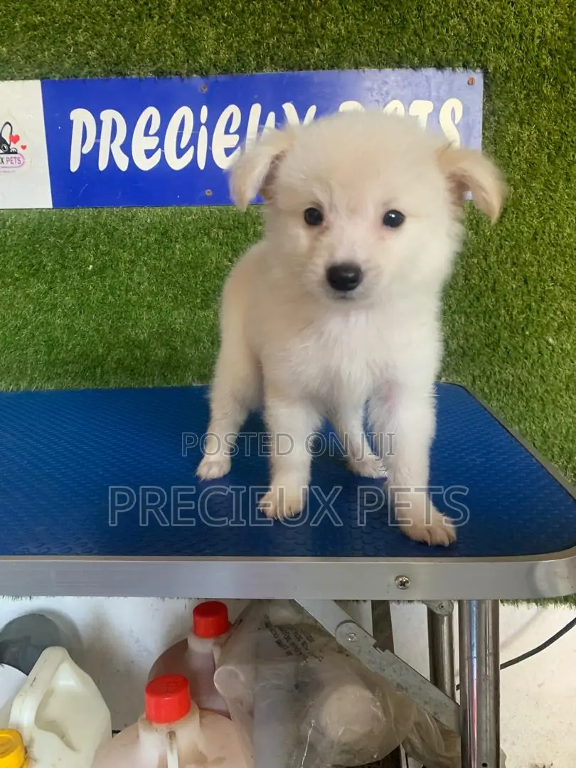 1-3 months Male Purebred American Eskimo