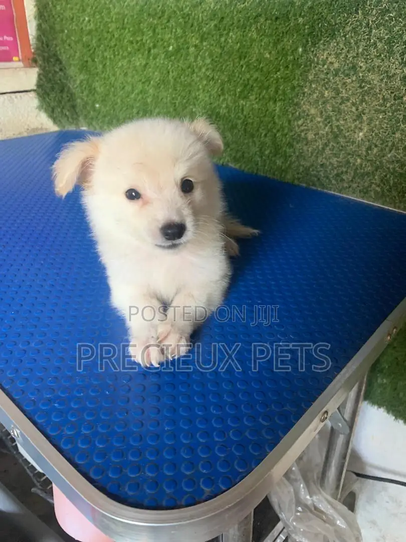 1-3 months Female Purebred American Eskimo