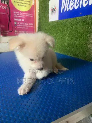 1-3 months Female Purebred American Eskimo