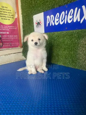 1-3 months Female Purebred American Eskimo