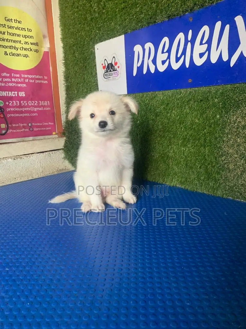 1-3 months Female Purebred American Eskimo