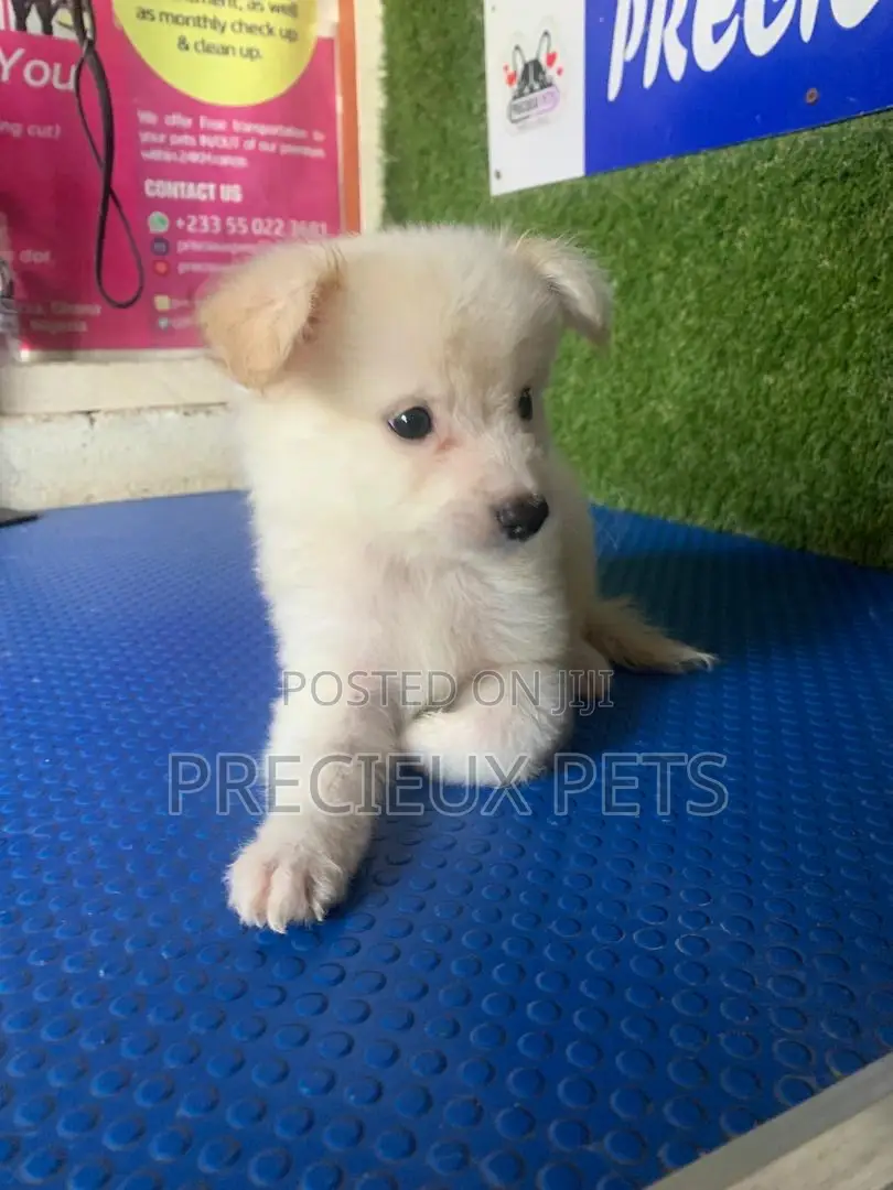 1-3 months Female Purebred American Eskimo