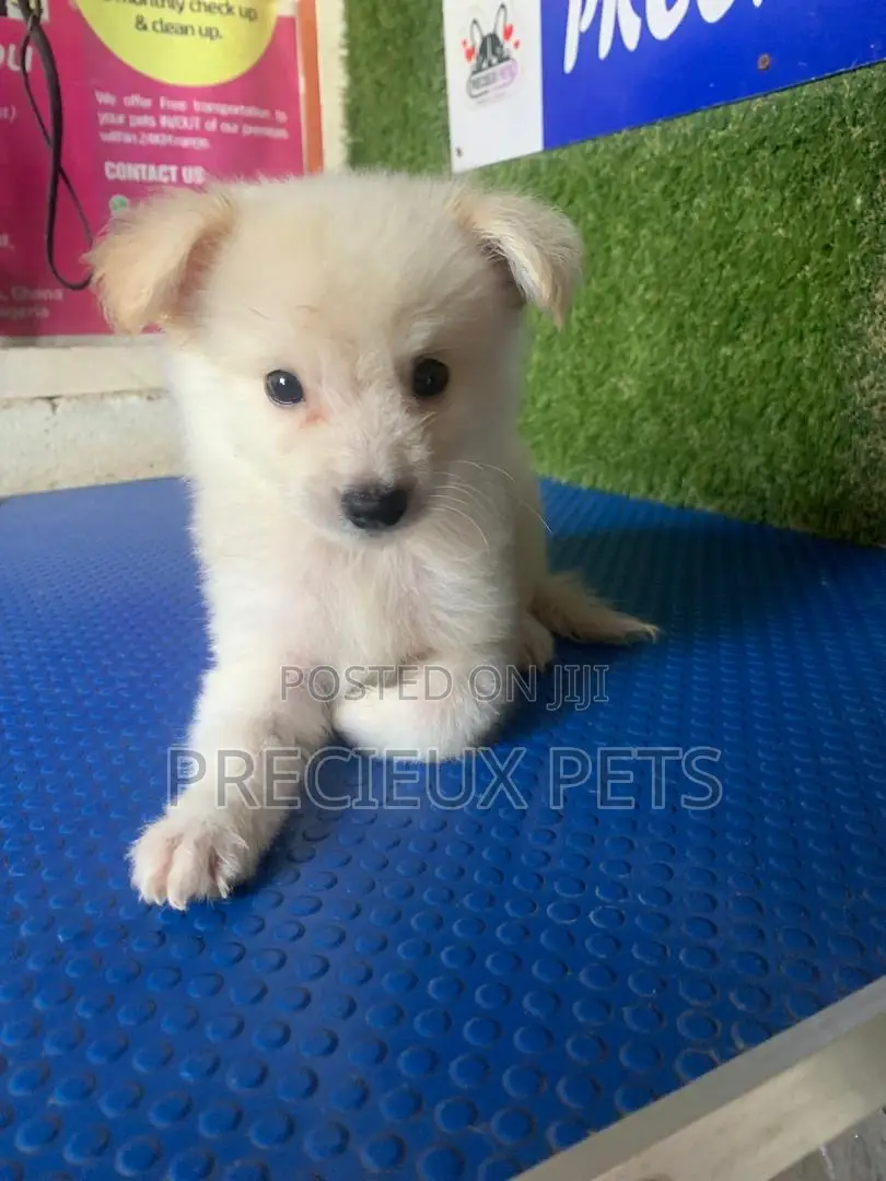1-3 months Female Purebred American Eskimo