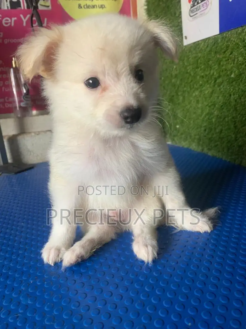 1-3 months Female Purebred American Eskimo