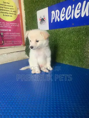 1-3 months Female Purebred American Eskimo