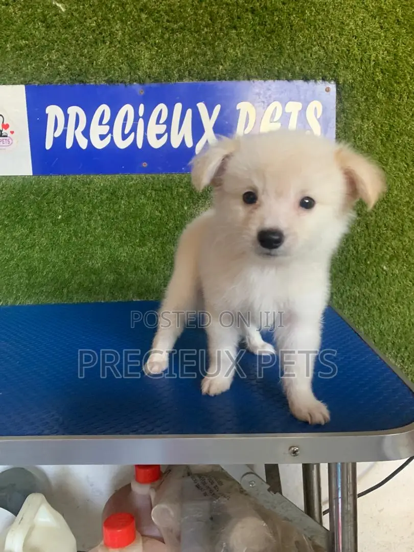 1-3 months Female Purebred American Eskimo