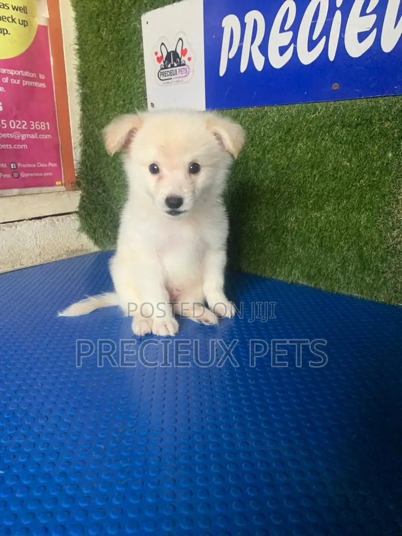 1-3 months Female Purebred American Eskimo