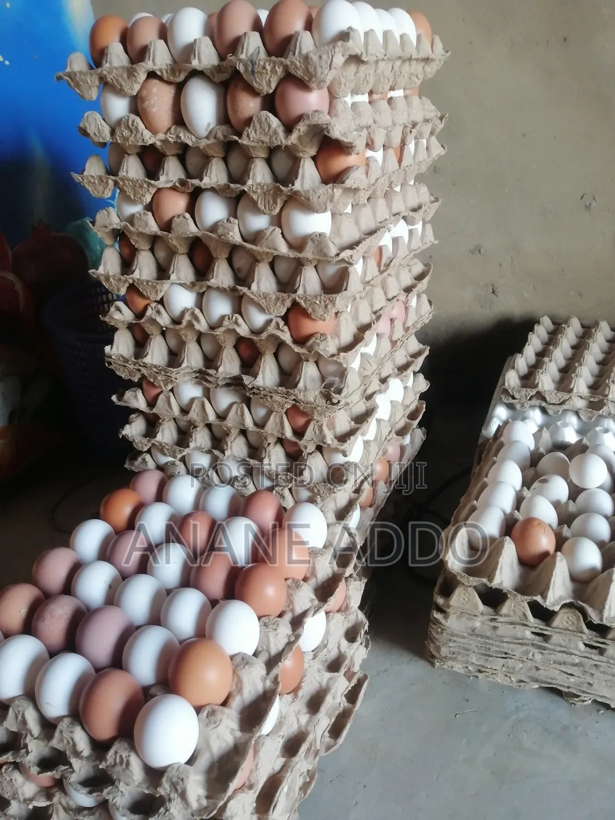 Quality Eggs for Sell Fresh From Farm