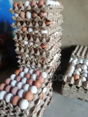 Quality Eggs for Sell Fresh From Farm