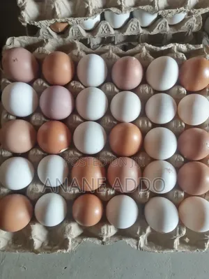 Quality Eggs for Sell Fresh From Farm
