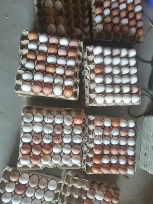 Quality Eggs for Sell Fresh From Farm