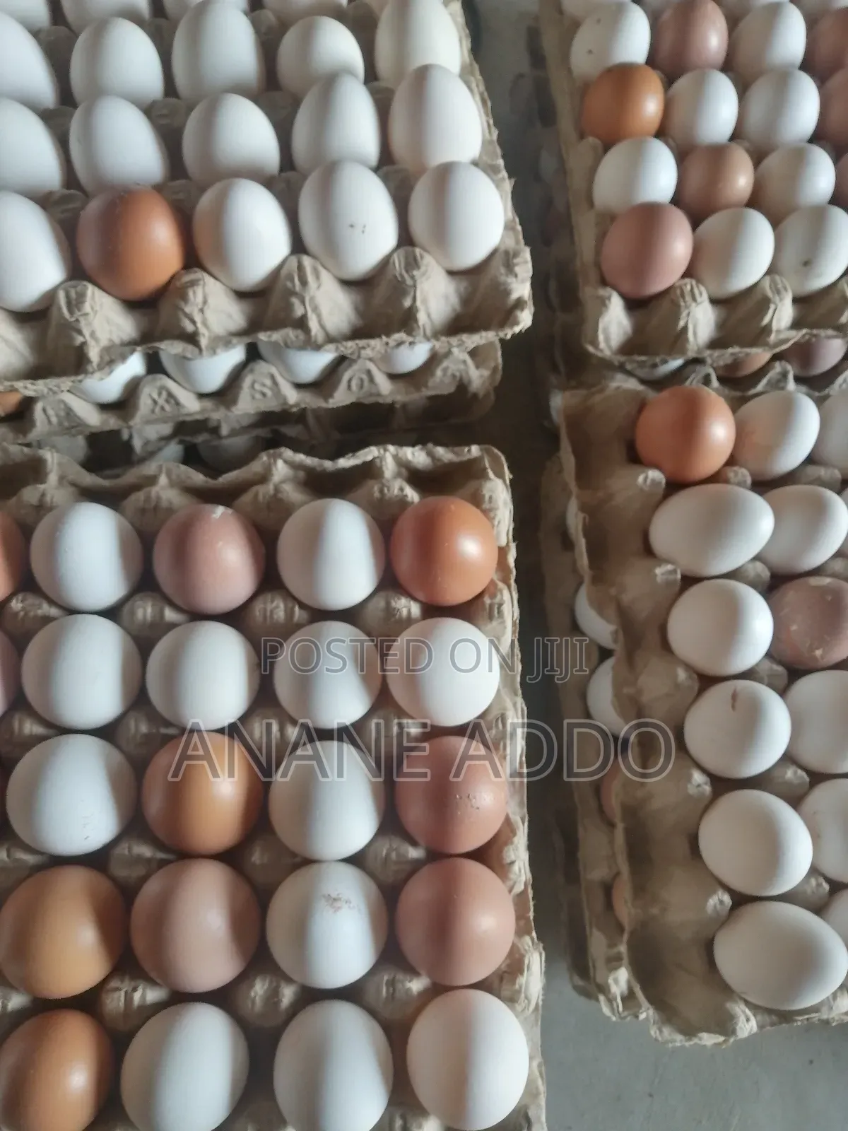 Quality Eggs for Sell Fresh From Farm