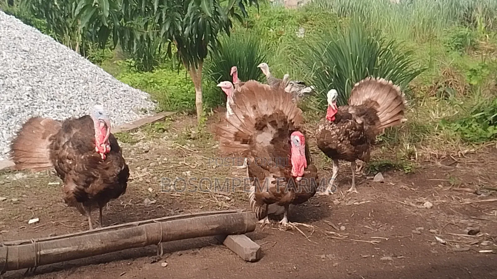 Foreign Bourbon Red Turkeys