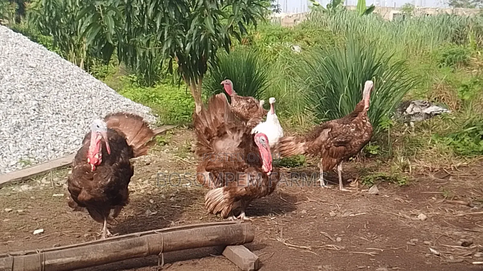 Foreign Bourbon Red Turkeys