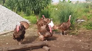 Foreign Bourbon Red Turkeys