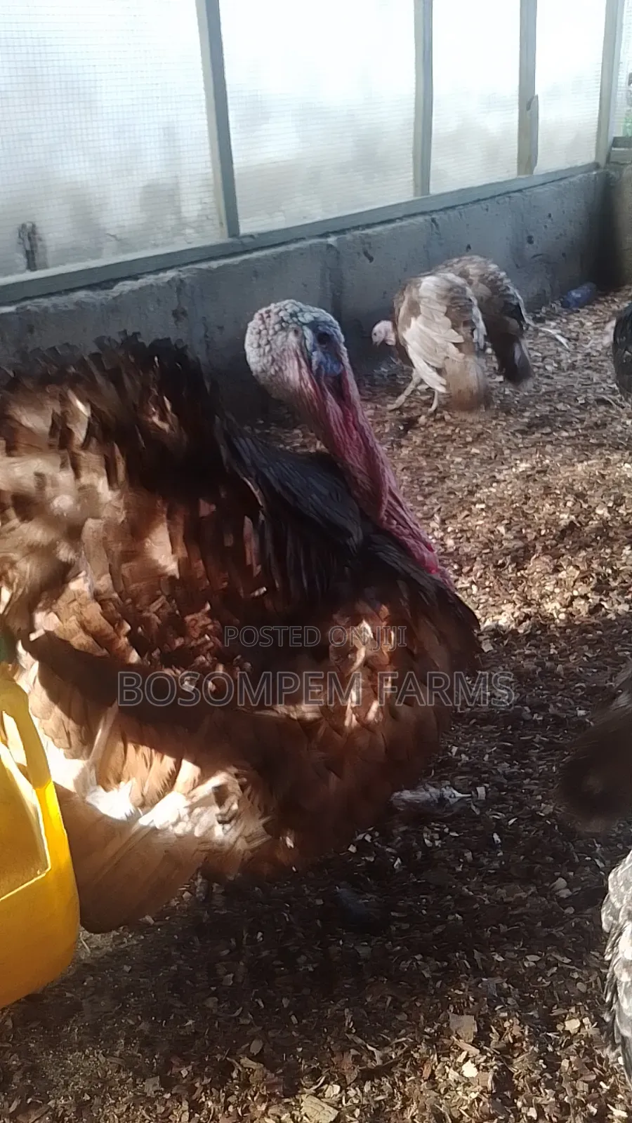 Foreign Bourbon Red Turkeys