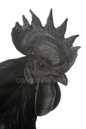 Ayam Cemani Chicks Available