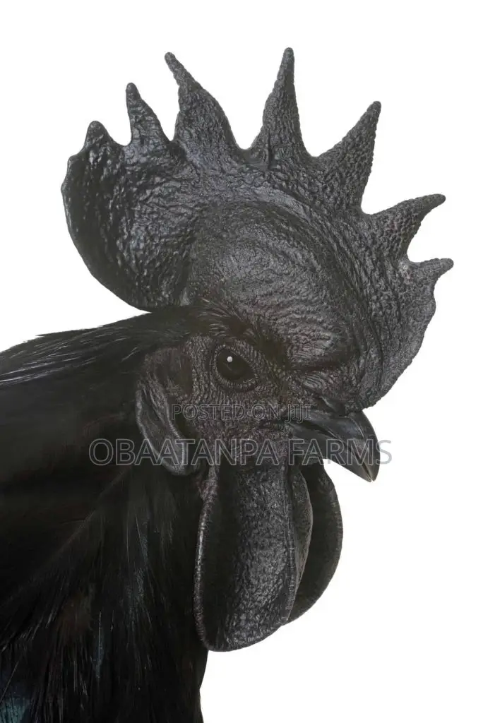 Ayam Cemani Chicks Available