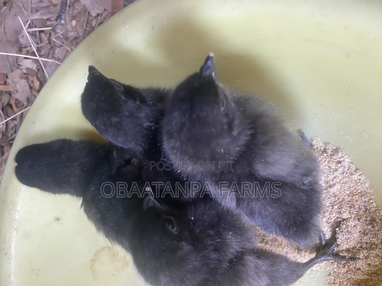Ayam Cemani Chicks Available