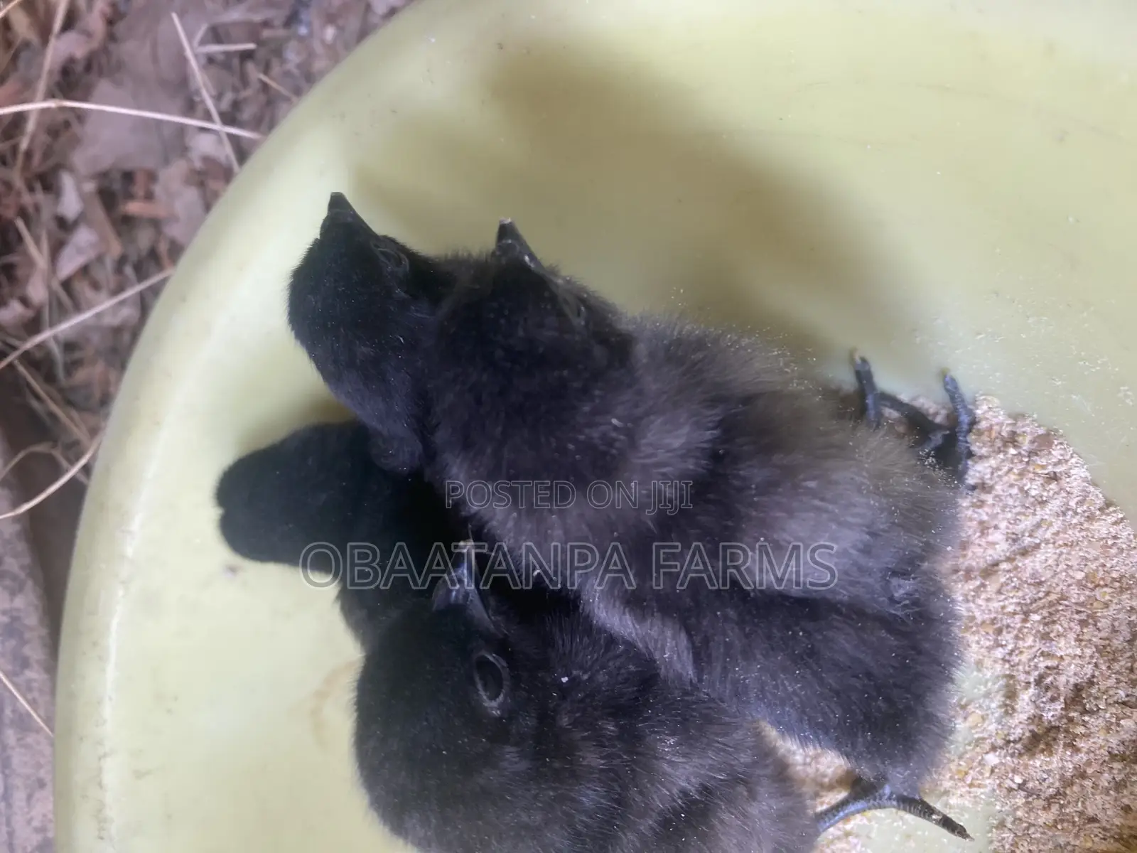 Ayam Cemani Chicks Available