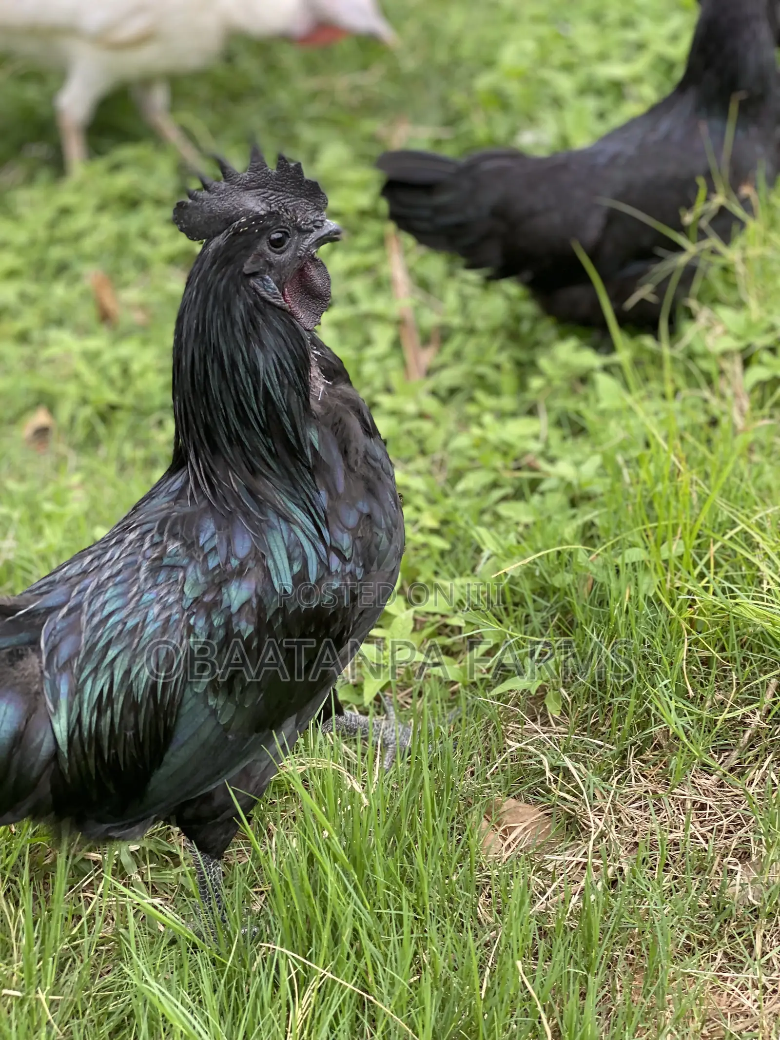Ayam Cemani Chicks Available