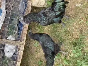 Ayam Cemani Chicks Available