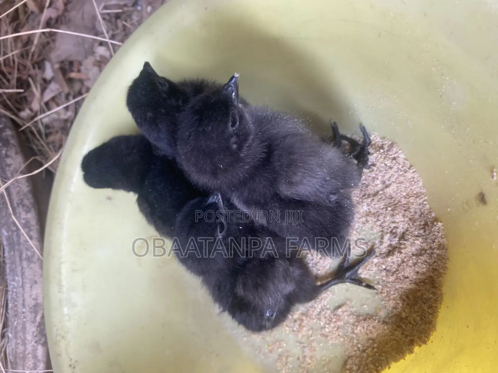 Ayam Cemani Chicks Available