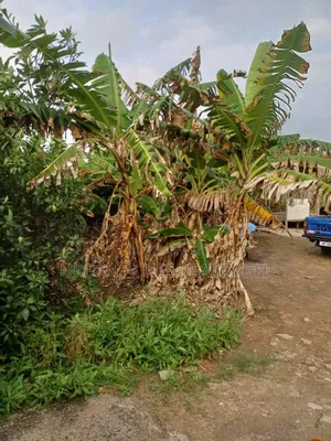 C/R - Cape Coast, (Ola) _ 2.12 Acres Undeveloped Land