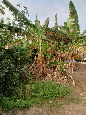 C/R - Cape Coast, (Ola) _ 2.12 Acres Undeveloped Land