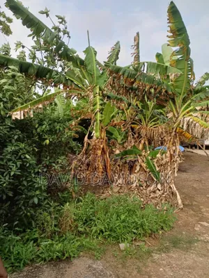 Half Plot at Achimota