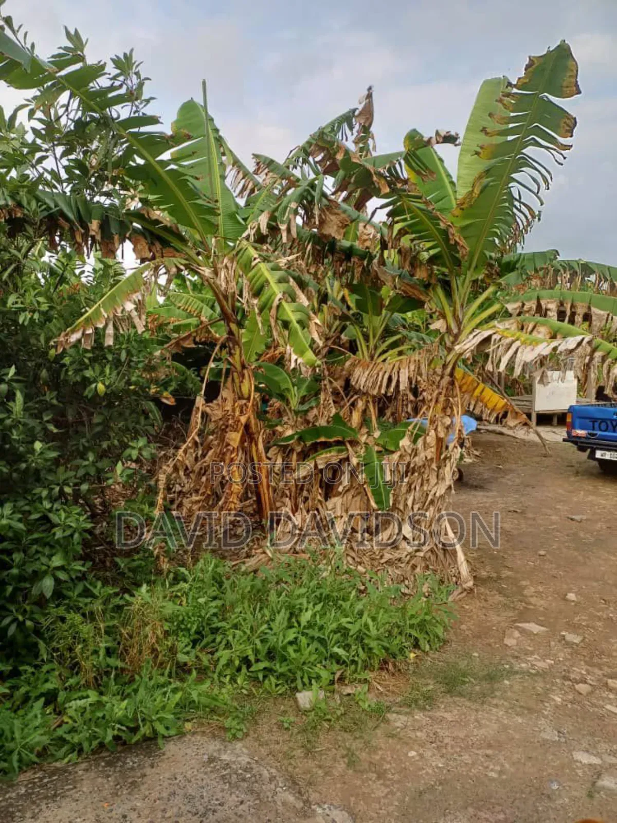 Half Plot at Achimota