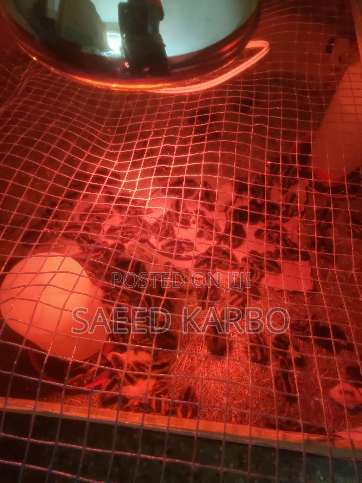 Quail Chicks