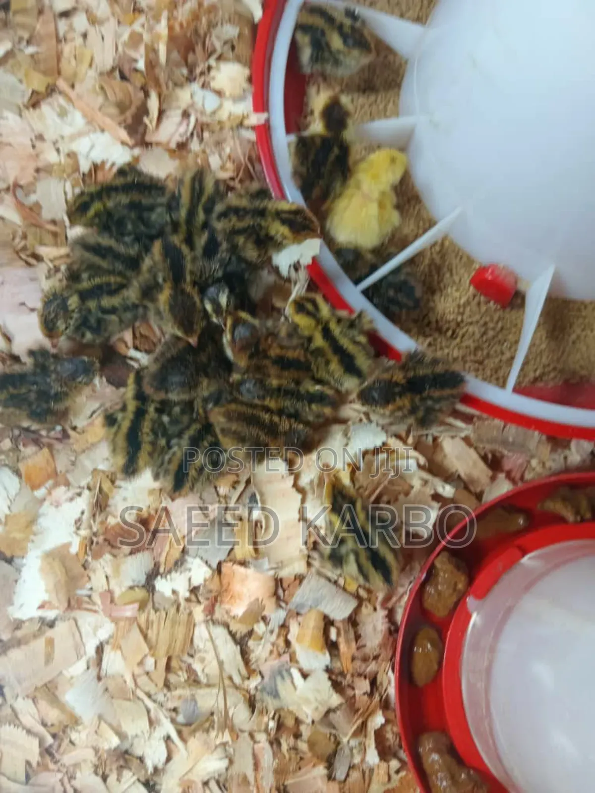 Quail Chicks