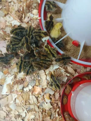 Quail Chicks