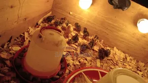 Quail Chicks