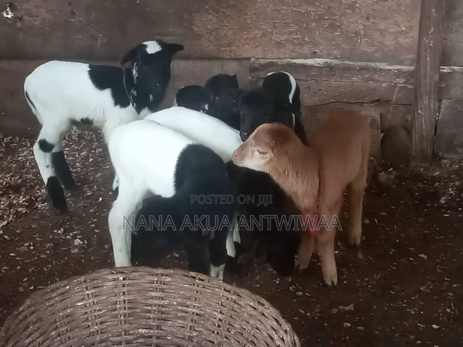 Antwiwaa Akua - B Farming Enterprise