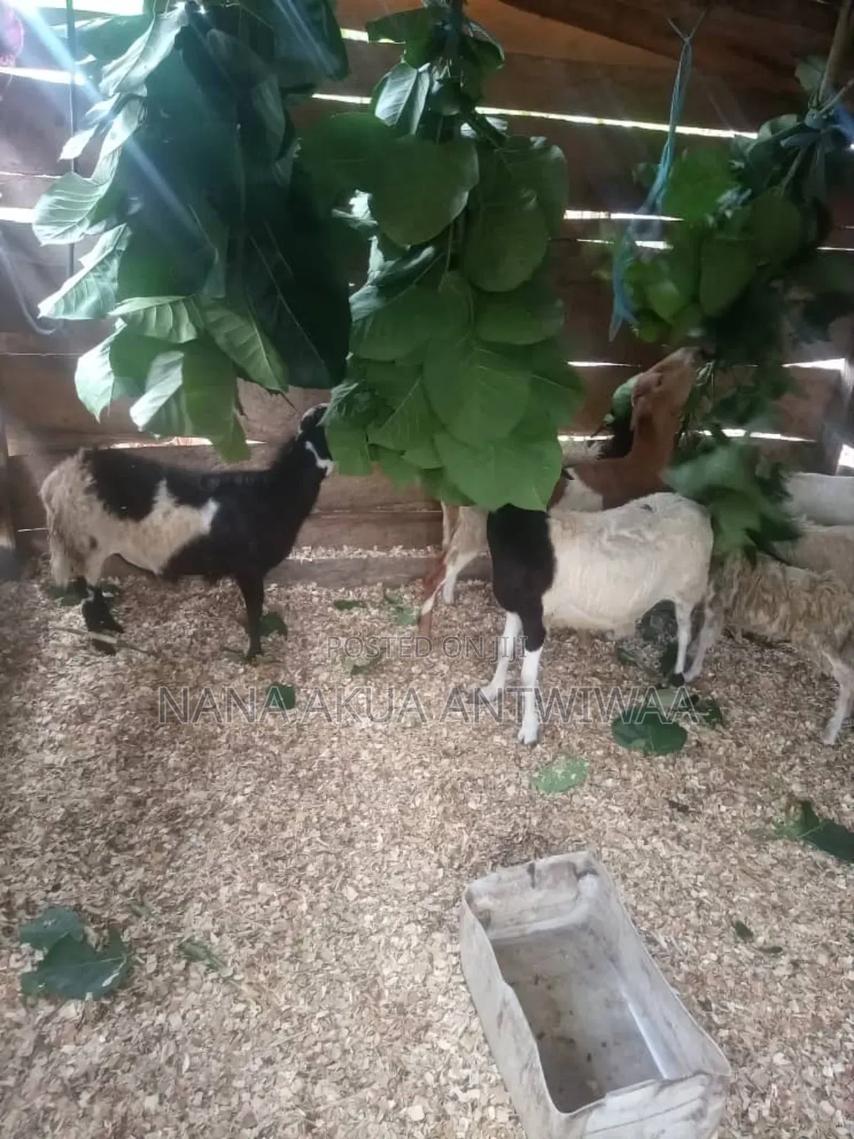 Antwiwaa Akua - B Farming Enterprise