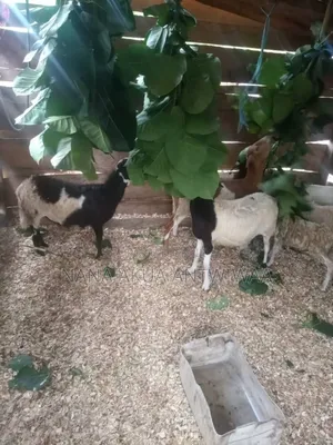 Antwiwaa Akua - B Farming Enterprise