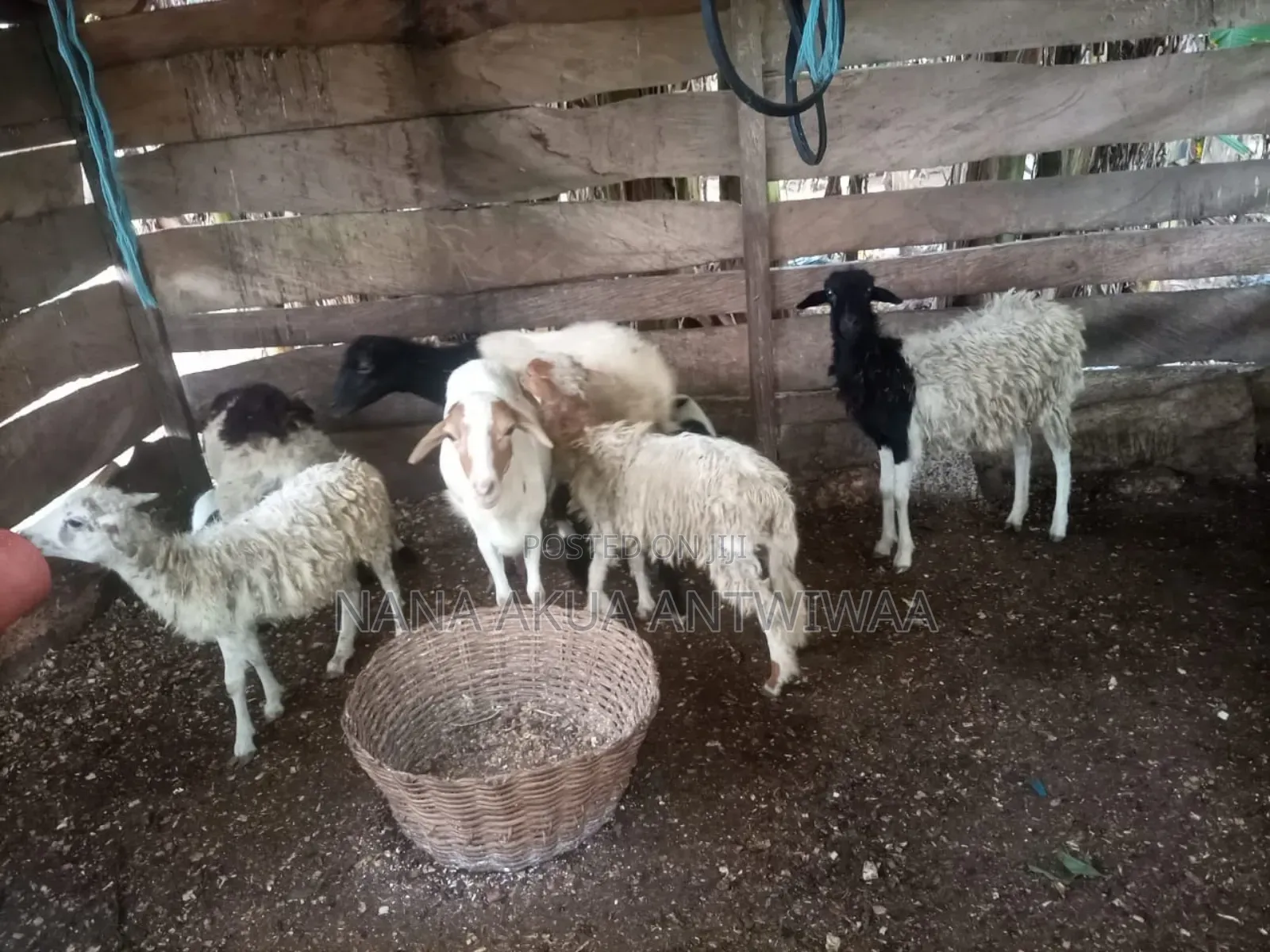 Antwiwaa Akua - B Farming Enterprise