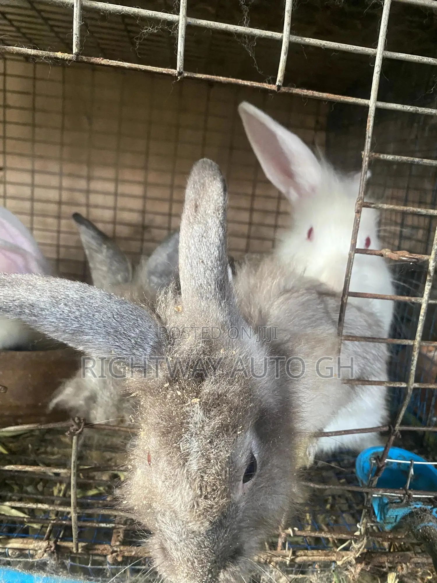Rabbit Lion Head