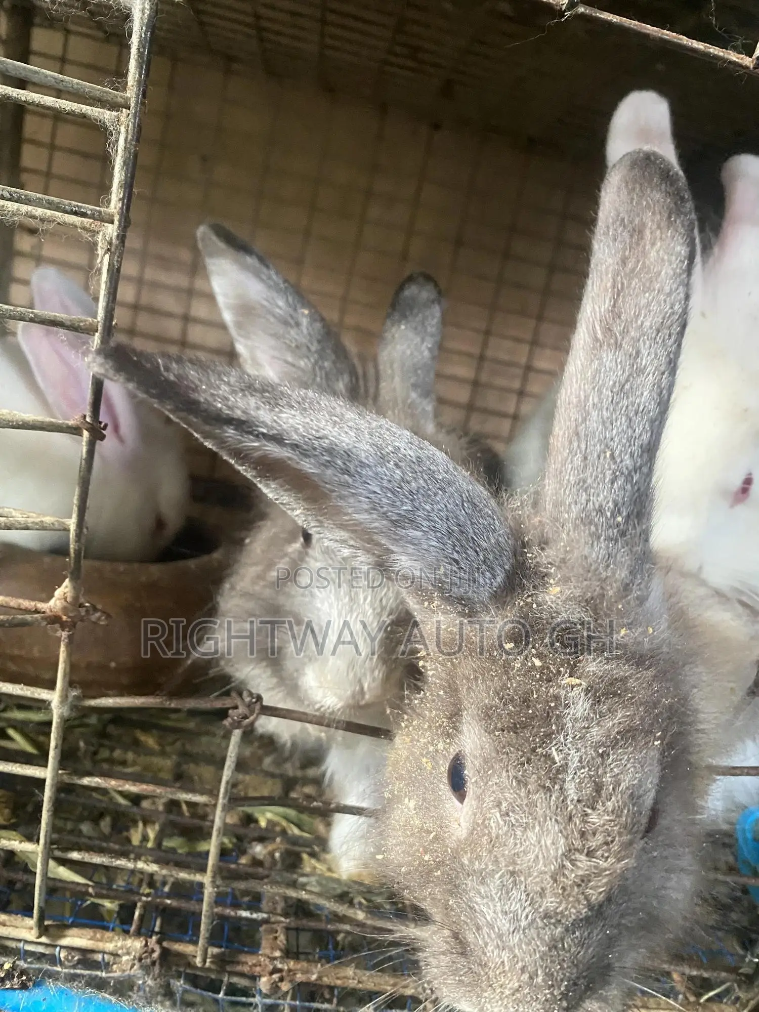Rabbit Lion Head