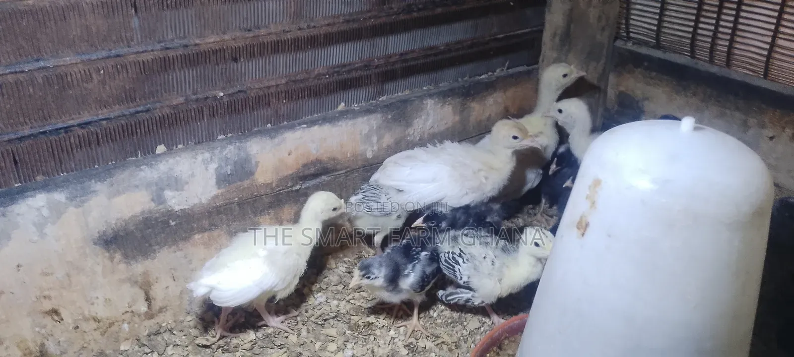Day Old Turkey