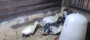 Day Old Turkey