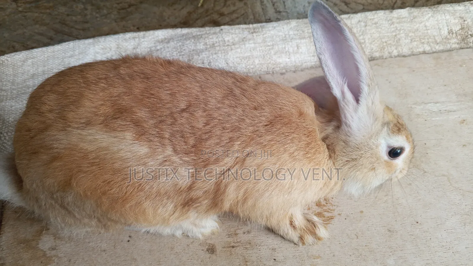 Rabbit for Sale