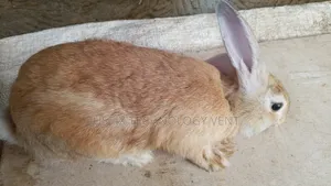 Rabbit for Sale