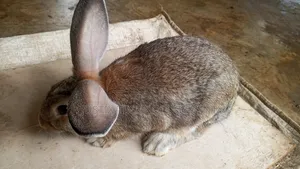 Rabbit for Sale