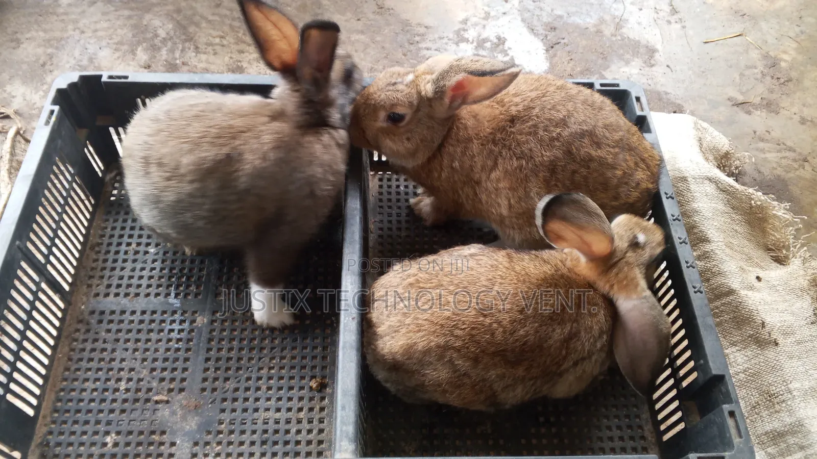 Rabbit for Sale